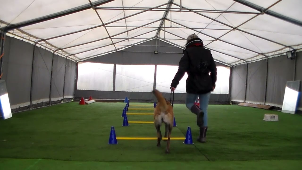 Scarlett - janvier 2025