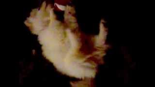 Eva ELisabeth's Pomeranian Puppy vs Sock Monkey