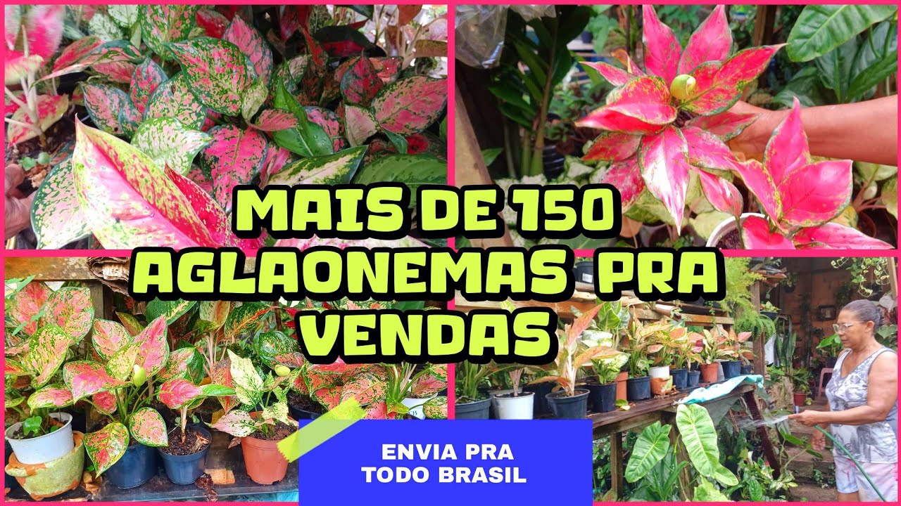 🪴💚 TOUR PELAS 150 AGLAONEMAS  DA FATIMA PRA VENDAS/ ELA ENVIA PRA TODO BRASIL✈️💚🤩 #aglaonemas 