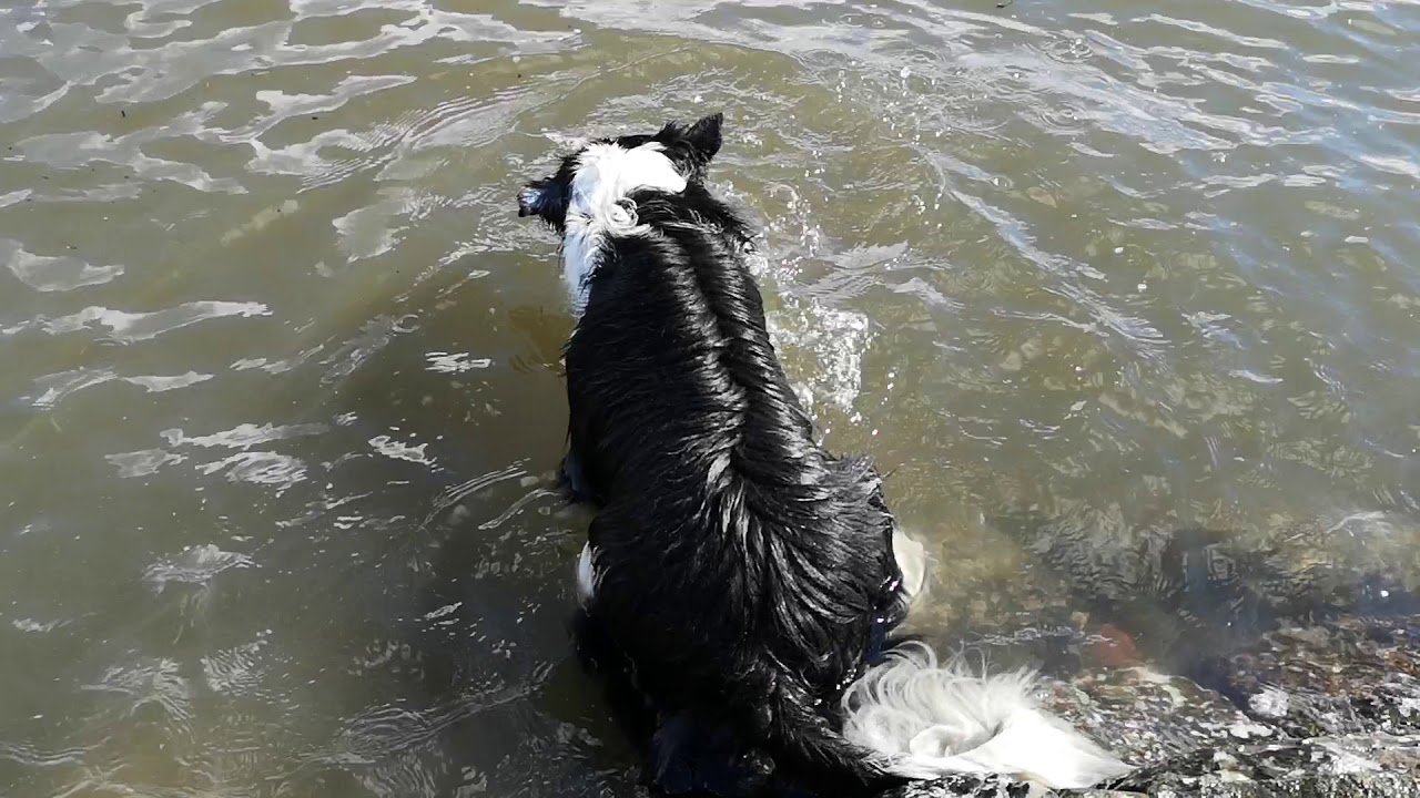 Border Collie Life (10) - YouTube