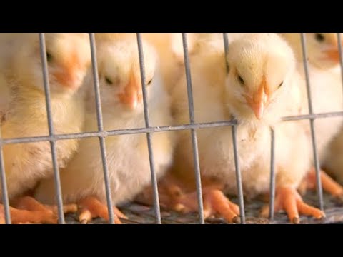 წიწილების გაზრდა არაგენმოდიფიცირებული საკვებით