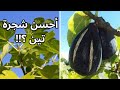 لماذا يجب زراعة تين الغدان عن باقي الأصناف الاخرى شجرة تين الغدان ساريلوب  