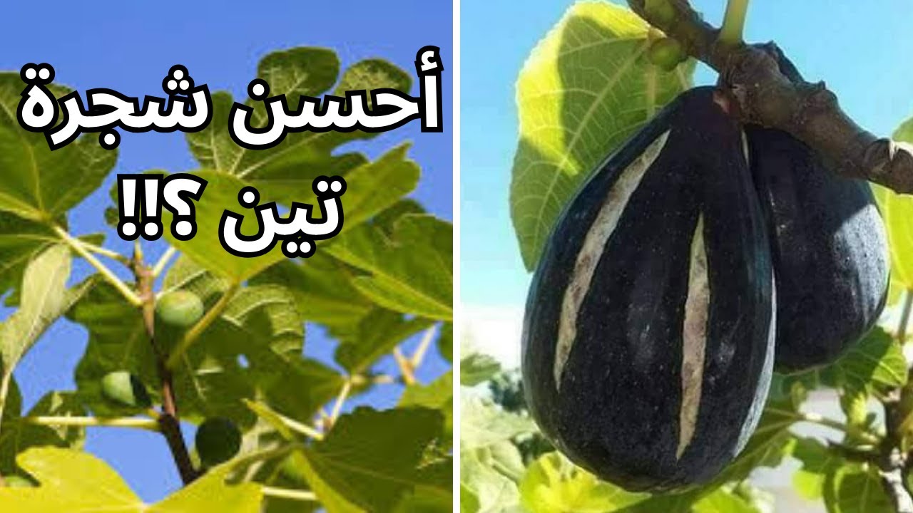 لماذا يجب زراعة تين الغدان عن باقي الأصناف الاخرى؟ ، شجرة تين الغدان، ساريلوب، fig tree