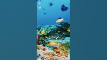 ماتيسر من سورة الطور / القارى محمد صديق المنشاوي #المصحف #اكسبلور #لايك