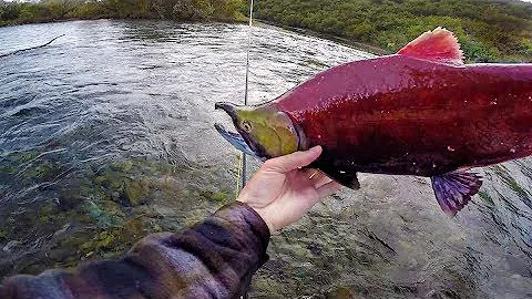 Bare Hand Fishing In Remote Glacier Rivers