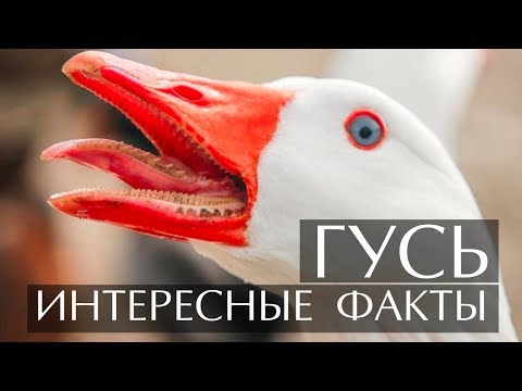 Гусь - интересные факты