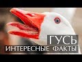 Гусь - интересные факты