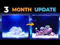 3rd month  from beginning to now  waterbox cube 20  blue reef tank