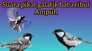 Download Lagu suara pikat galatik batu ribut ampuh MP3
