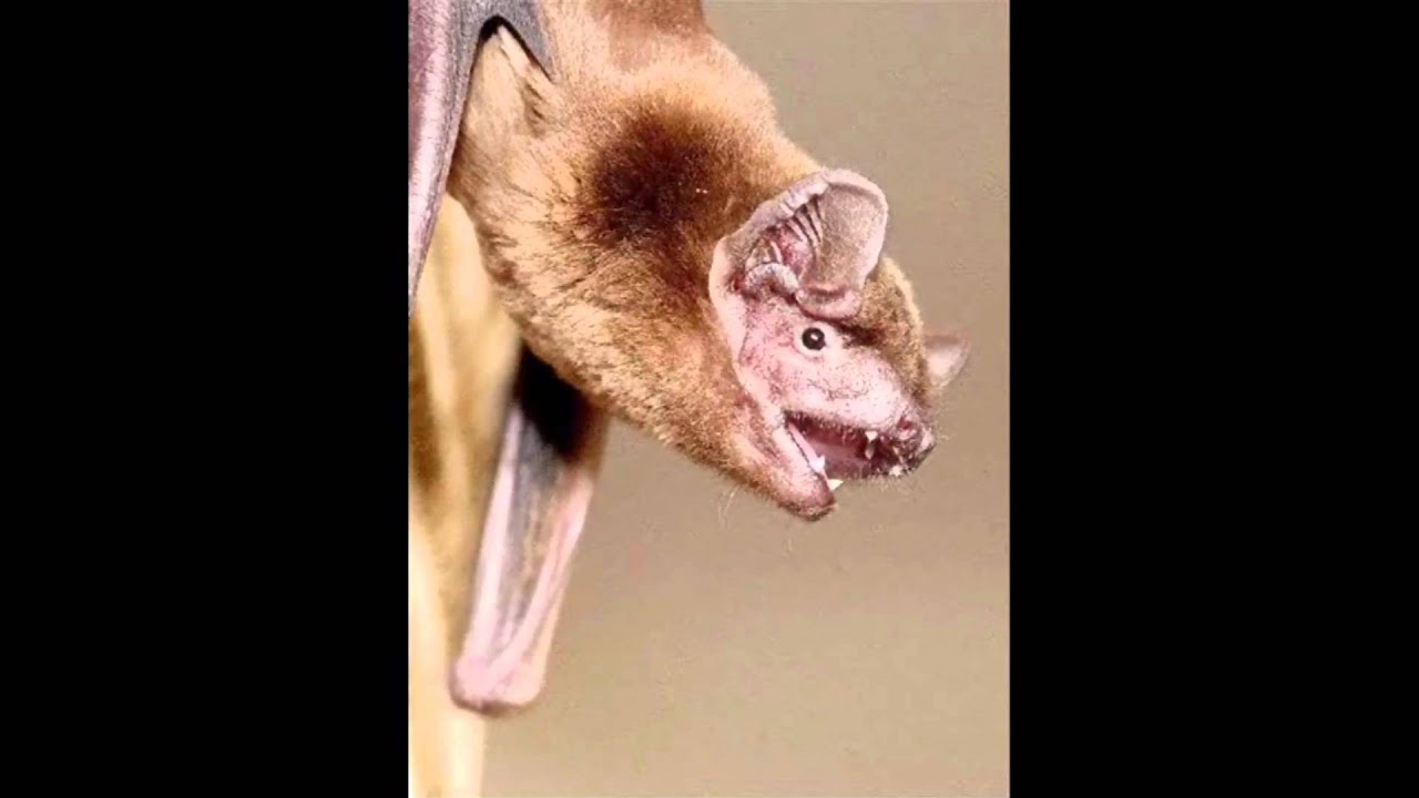 luther imdb Slow Bat Loop #11