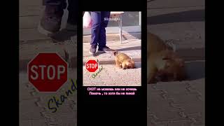 #люди #доброта #уважение #общество #животные #помощь