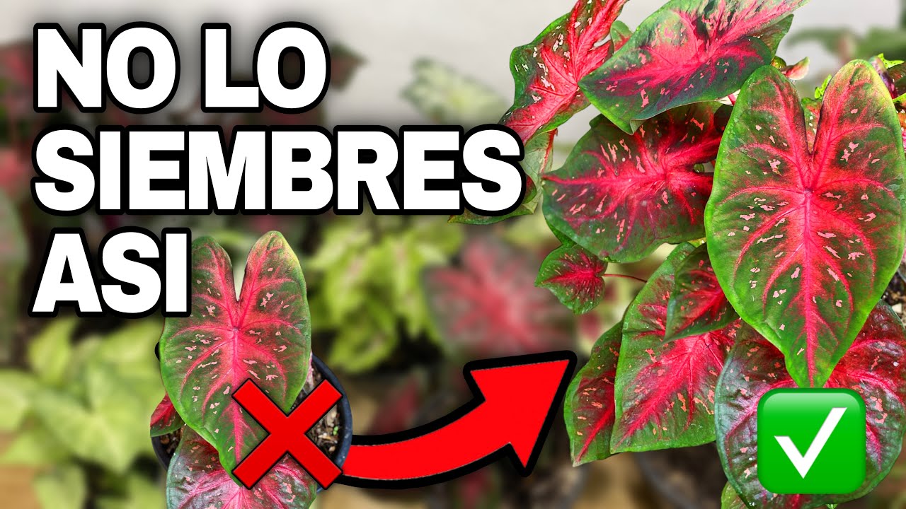 Cómo sembrar varios Caladium en una sola maceta (¡crecen hermosos!)