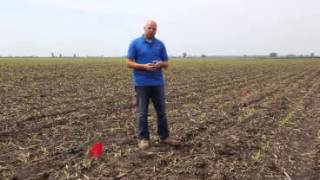 Corn Frost Damage Evaluation - May 29