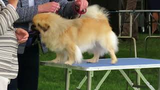 Finlay the Tibetan Spaniel at Richmond Champ Show by Carlton Hall 916 views 5 years ago 1 minute, 17 seconds