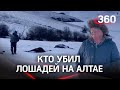 Хозяин расстрелянных лошадей на Алтае рассказал об убийцах - в преступлении разберётся Госдума