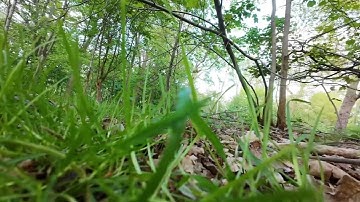I will try again and again till I get it right! - FPV drone DJI AVATA 2 crash in the woods