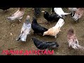Бакинские широкохвостые голуби Арабова Заура в п. Манаскент! +7 928 055 48 84 #pigeons #Dagestan