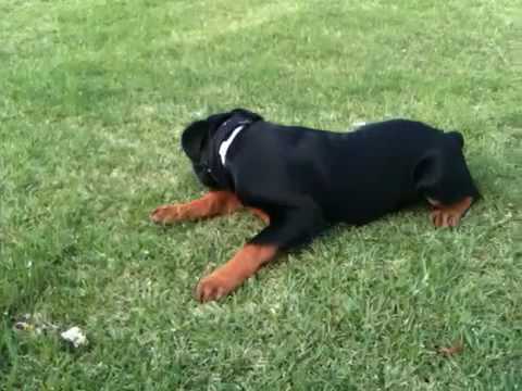 195 lb rottweiler ripley 4 meses doovi 195 lb rottweiler ripley 4 meses doovi