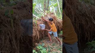 tricks for catching wild animals #shortsviral #nature #amazing