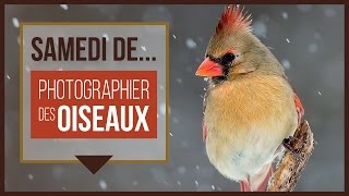 Samedi de photographier des oiseaux