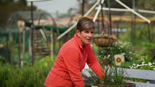 The Garden Gurus - Planting Natives in Pots
