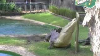 Elvis the Croc