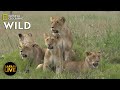 Safari Live - Day 285 | Nat Geo Wild
