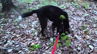 Bubba Video  4 10 11