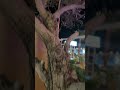 مطعم توبا TUBA Rustrunt المخرج 