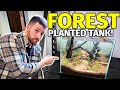 Making an forest style planted tank but its actually affordable