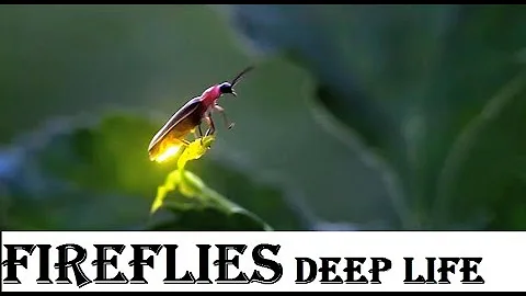 Fireflies: Nature's Glowing Wonders | animal deep life