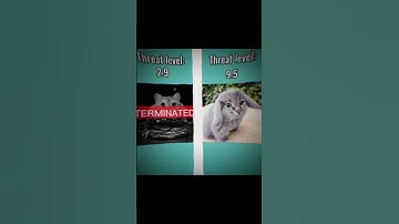 meowl on to top🥶 #meowl #cat #cats #owl #brainrot #shorts #roblox #viral #viralshort