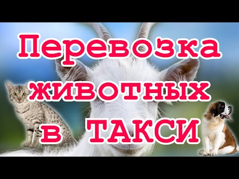 Перевозка домашних животных в Яндекс PRO Ситимобил и в других агрегаторах