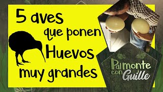 Top 5 Aves con los huevos más grandes #aves #huevos #gen #eggs #hiking #faisan #gallos #rooster