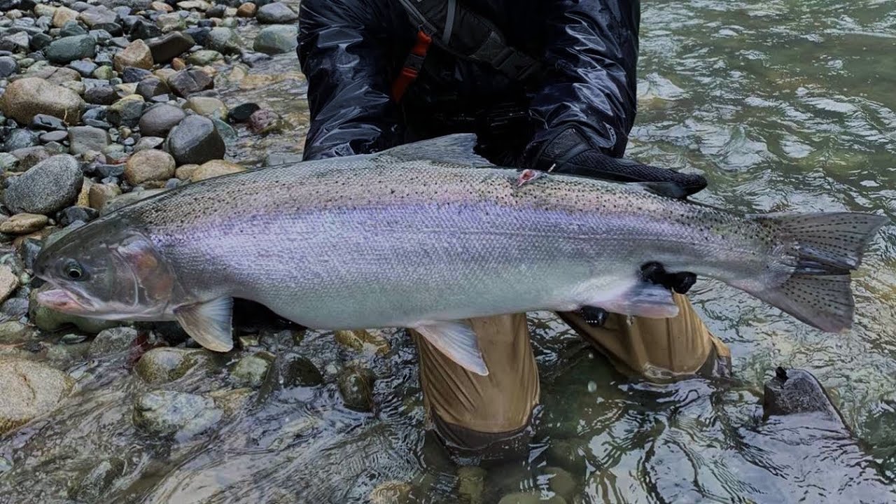 Cowichan river steelhead Clearance