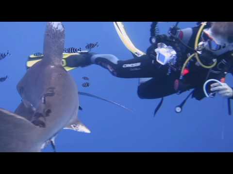 Red sea Emperor Elite trip 29 Oct 5 Nov 16 Simply the best