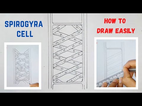 How to draw spirogyra cell diagram step by step easily for beginners