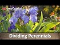 How to Divide Perennial Plants How to Divide Perennial Plants