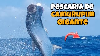 EPISÓDIO  - 218 : PESCARIA DE CAMURUPIM, VEJA A AGILIDADE DESSE PEIXE 🐟 🐟