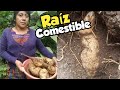 Conozca la Raíz del Guisquil o Chayote / Así lo Cosechamos en el Campo