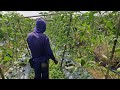 BRILLIANT TRELLIS HACK FOR MASSIVE PEANUT HARVEST RESULTS! - Agriculture Gardening