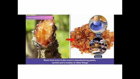 Class-4 social studies chapter 11 Forests of India ( part-1)