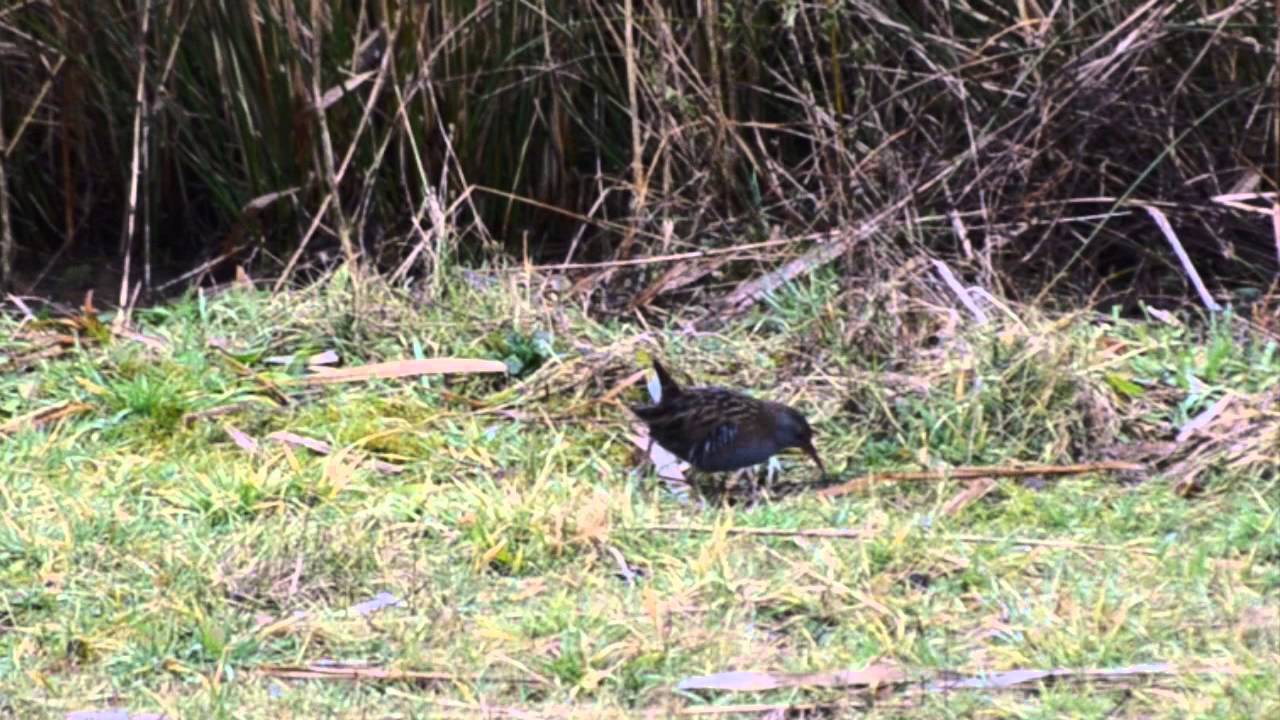camera iphone 8 plus apk Water Rail at Attenborough Nature Reserve 2015 Feb