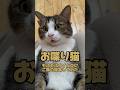 【お喋り猫】もふもふタイム中にご飯と言ってみた。 #保護猫 #しゃべる猫 #喋る猫