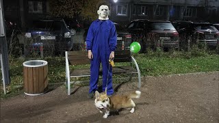 Michael Myers walking a corgi by Sid Woodstock 880 views 2 years ago 18 seconds