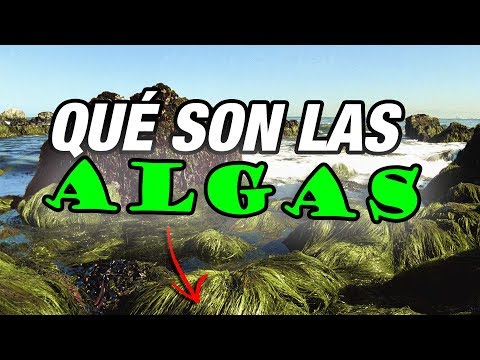 Video: Que Son Las Algas