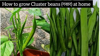 How to grow Cluster beans at home | गवार | at home