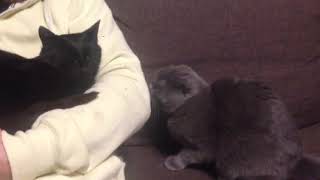 Злой кот Грю шипит рычит и хрюкает на чёрную кошку