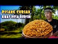 Pisang Curian Khas Desa Bersin - Jejak Si Igul