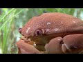 EL MARAVILLOSO MUNDO DE LOS CRUSTACEOS